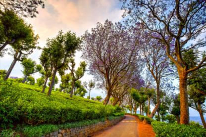 24x7 cab service Ooty